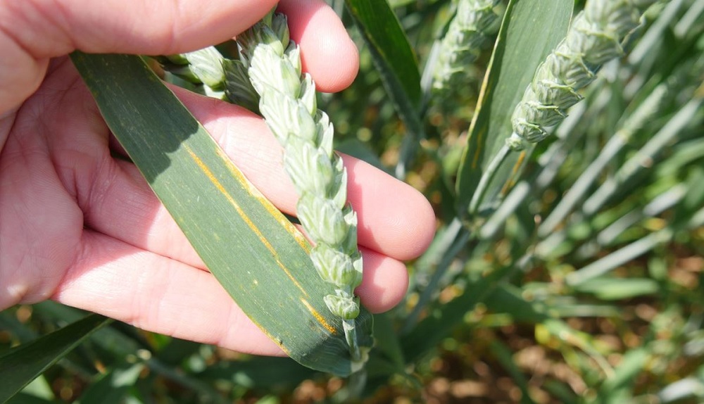 Somebody indicating yellow rust in a wheat crop